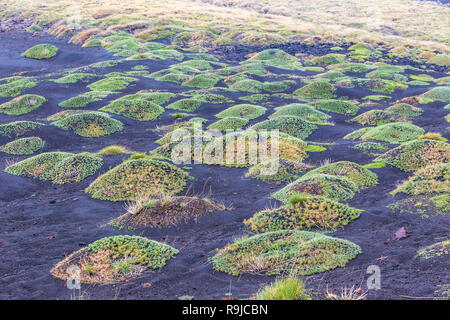 Picturesque volcanic landscape of Mount Etna, Etna national park, Sicily, Italy. Heaps of green grass and spines on the slopes Stock Photo