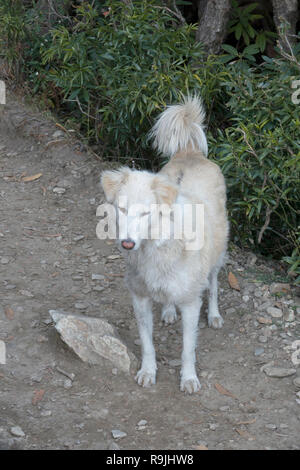 Indian street dog in Himachal Pradesh, India Stock Photo