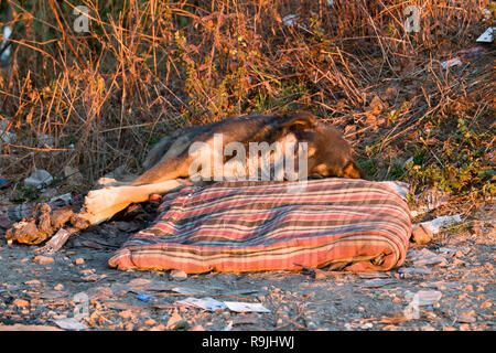 Street dog sleeping on discarded bedding in India Stock Photo