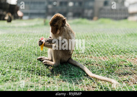 Lopburi city, Phra Prang Sam Yot a Kmer temple (13th century). Thailand ...