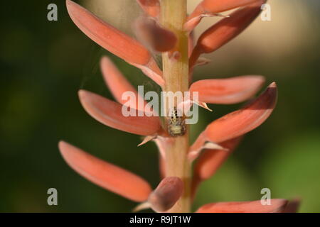 Spider climbing plant Stock Photo