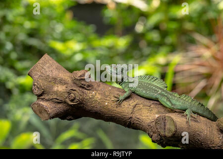 Male Plumed basilisk, Basiliscus plumifrons, also known as the green basilisk. Stock Photo