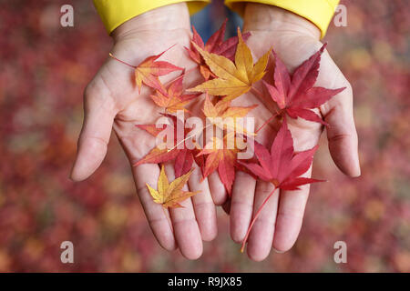 Woman hands showing handful of red and yellow Japanese maple leaves during autumn in Kyoto, Japan Stock Photo