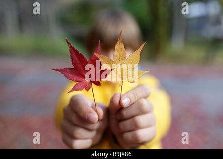 Young boy holding with fingers and showing two Japanese maple leaves red and yellow during autumn in Kyoto, Japan Stock Photo