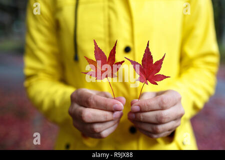 Woman showing red Japanese maple leaves during autumn in Kyoto, Japan