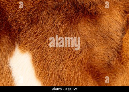 Cow, animal fur, hair brown golden white color, background and texture Stock Photo