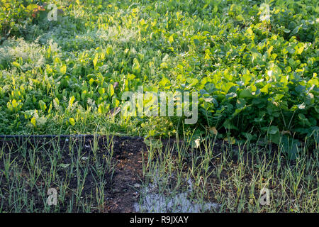 Onion, radish, daikon and spinach growing in home garden Stock Photo
