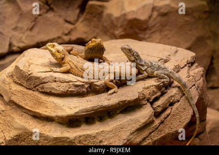 Two bearded dragons and one Frilled lizard lying on a rock in a terrarium