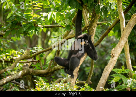 Yellow-cheeked Gibbon, Nomascus gabriellae, hanging relaxed in a tree. Stock Photo