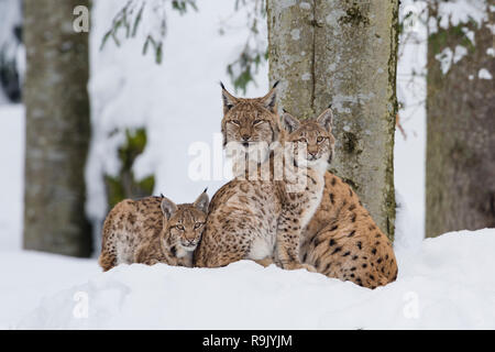 Eurasischer Luchs Familie ,Lynx lynx, eurasian lynx family Stock Photo