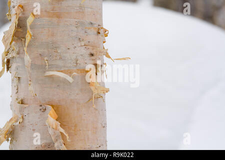 Textured, coloured bark of a silver birch tree with a background of snow in Hokkaido, Japan. Stock Photo