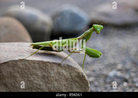 Green Praying Mantis sitting on a stone close up Stock Photo