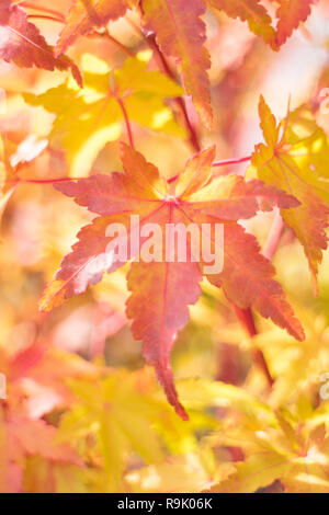 Bright colored autumn acer leaves on a tree in Japan Stock Photo