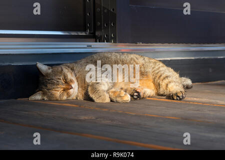 Sleeping tabby cat enjoying the sunshine in front of the house Stock Photo