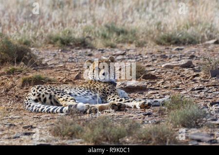 Cheetah (Acinonyx jubatus), adult male wearing a transmitter collar, lying on arid ground, Mountain Zebra National Park, Eastern cape, South Africa, A Stock Photo