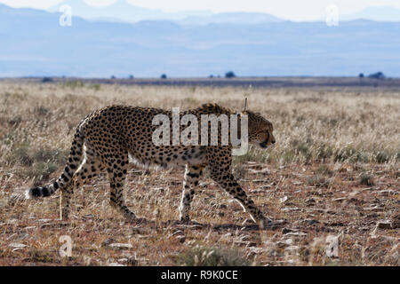 Cheetah (Acinonyx jubatus), adult male wearing a transmitter collar, walking in open grassland, Mountain Zebra National Park, Eastern cape, South Afri Stock Photo