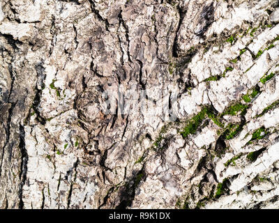 bark of an old walnut tree close up Stock Photo