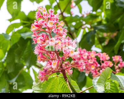 Aesculus x carnea Stock Photo
