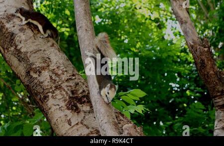 two squirrels climbing on a green tree in the opposite direction Stock Photo