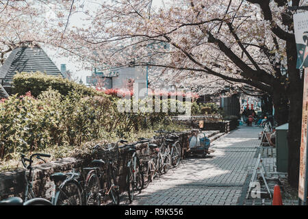 Sakura (Cherry Blossom) blooming on the sideway on the side of Sumida Park in Spring with bicycle parking along the way Stock Photo