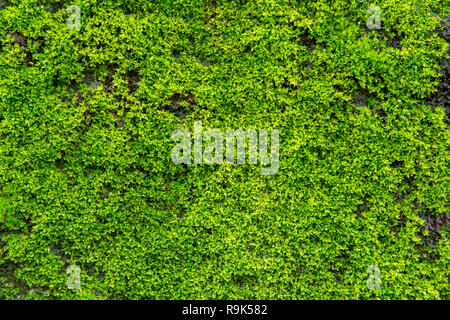 Green moss on old concrete wall. green moss texture background Stock ...