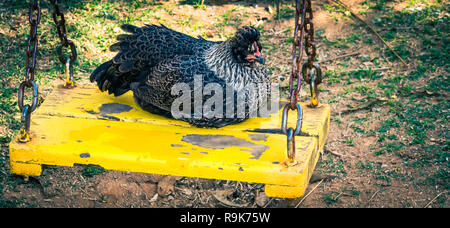 chicken on a yellow swing, chain, ground floor, green grass, sunlight, tree shadow Stock Photo