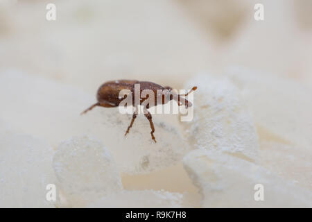 Rice weevil, or science names Sitophilus oryzae close up on white Rice destroyed. Stock Photo