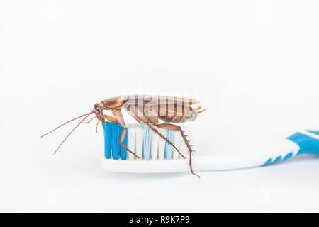 Cockroaches on toothbrush isolated on white background. Stock Photo