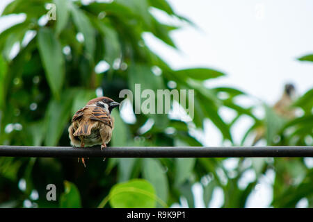 Sparrow bird sitting on electric cable on the background of green leaf Stock Photo