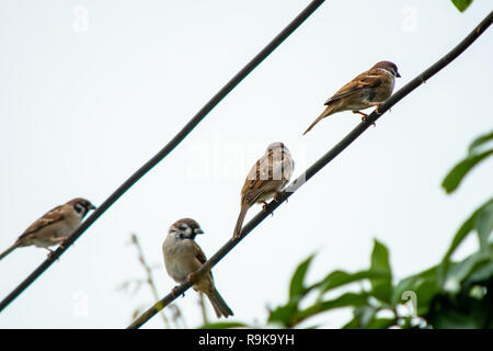 Sparrow bird sitting on electric cable on the background of clean sky Stock Photo