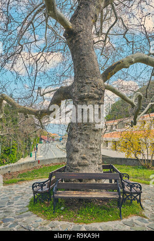 Seat in park next to large tree Stock Photo