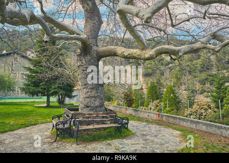 Seat in park next to large tree Stock Photo