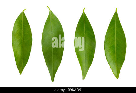 tangerine leaves path isolated Stock Photo
