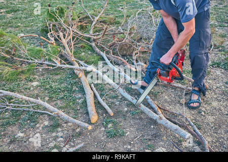 A man is sawing wood with an electric saw. Harvesting firewood for the stove and fireplace. Stock Photo