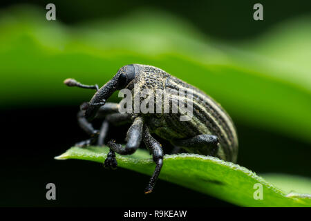 Boll weevil, Black weevil on leaf green background Stock Photo