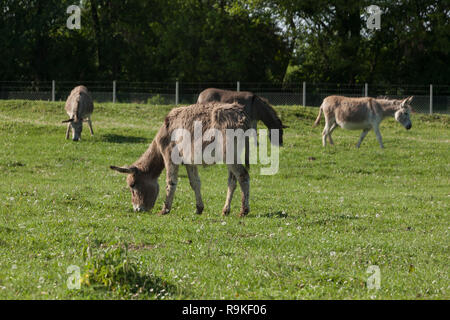 Donkeys grazing on the field. The rustic scene. Stock Photo