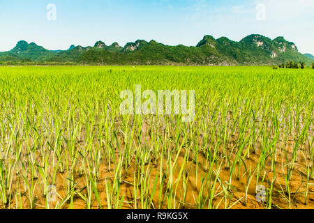 Beautiful landscape of rice fields near to Tam Coc, Ninh Binh in Vietnam Stock Photo