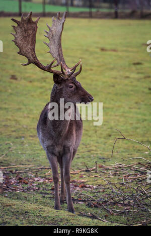 Fallow deer (Damwild / Dama dama) in the winter