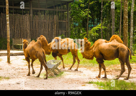Large Camelus bactrianus, Vinpearl Safari Phu Quoc with exotic flora and fauna, Phu Quoc in Vietnam Stock Photo