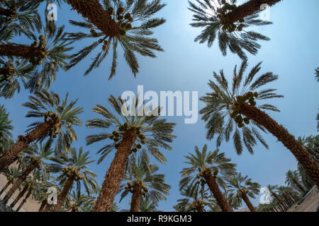 Desert Agriculture. fisheye view of a Palm tree plantation Photographed in the Dead Sea region, Israel Stock Photo