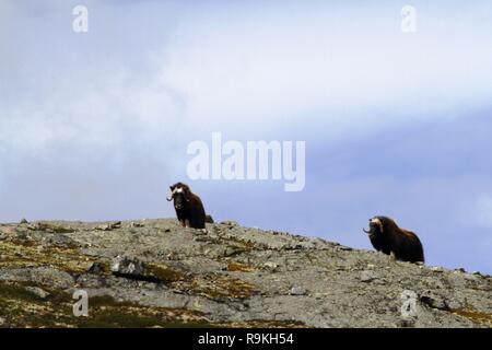 Family of Muskox (Ovibos moschatus) standing on horizont in Greenland. Mighty wild beasts. Big animals in the nature habitat, Arctic and landscape wit Stock Photo
