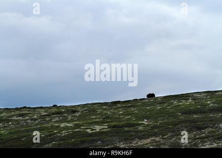 Muskox (Ovibos moschatus) standing on horizont in Greenland. Mighty wild beast. Big animals in the nature habitat, Arctic and landscape with grass, cl Stock Photo