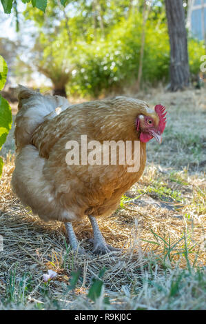 Buff Orpington hen chicken in yard Stock Photo