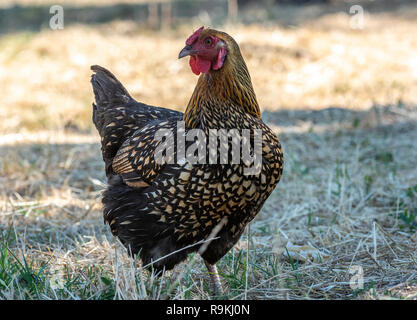 Golden Laced Wyandotte hen chicken Stock Photo