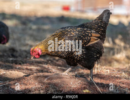 Golden Laced Wyandotte hen chicken Stock Photo