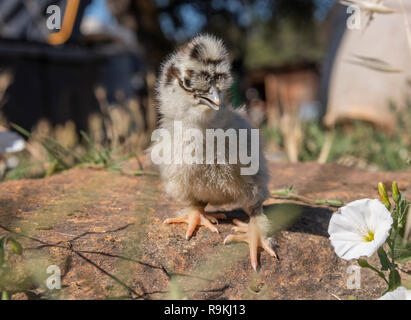 Baby chick in yard vegetation Stock Photo