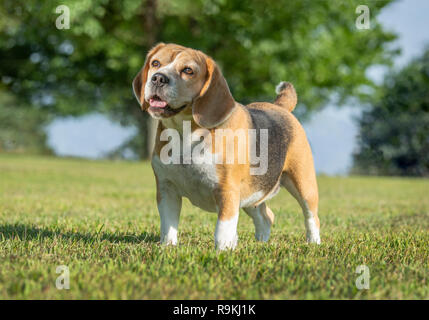 Beagle dog standing in pose Stock Photo