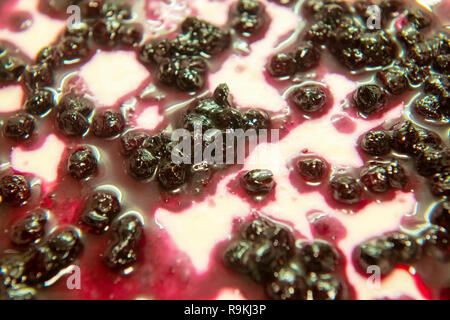 Homemade blueberry Panna Cotta, blueberries on topping, closeup, selective focus, dessert cooking concept Stock Photo
