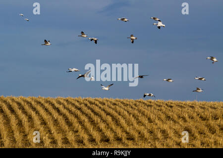 Snow geese — Anser caerulescens — fly above a harvested wheat field on a sunny fall day in southern Saskatchewan, Canada Stock Photo