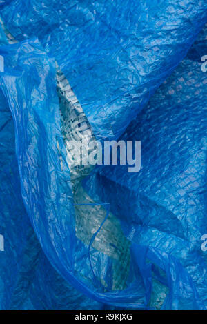 Macro-photo of very worn blue cheap Poly-Tarpaulin - exposed inner woven plastic fabric laminated with blue LDPE / Low-density Polyethylene. Stock Photo